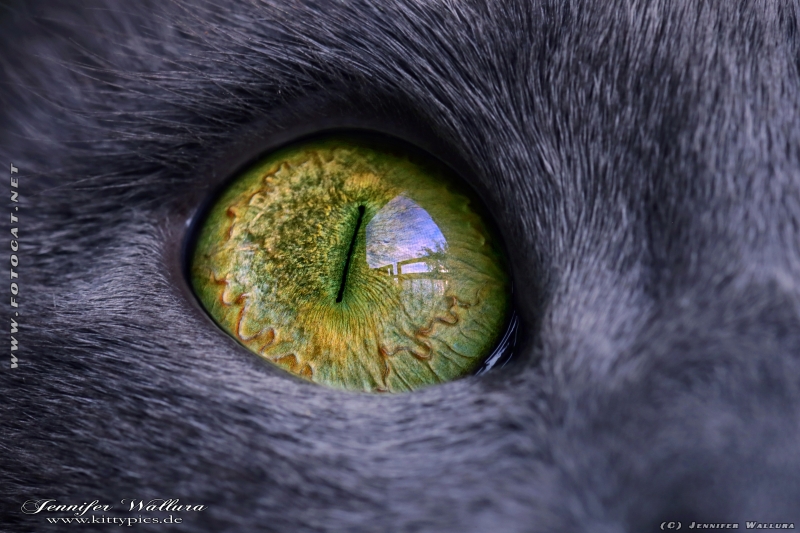 KittyPics photograph