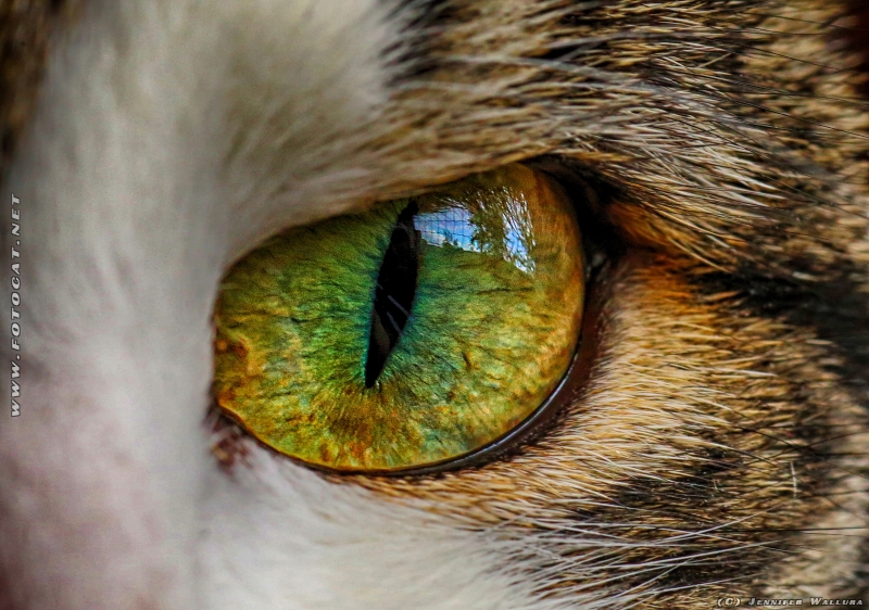 KittyPics photograph